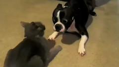 喵星人狂揍汪星人合辑