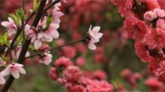 吴哲铭 - 桃花魂