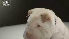 G-Dragon(BigBang) - GD的狗狗LACEAU LACEAU GLACEAU