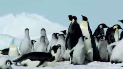 Listen To Your Heart