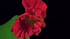 Bandari,音乐短片 - Give Me Your Hand