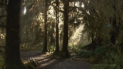 风景 - 奥林匹克热带雨林2008