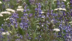 Elena House - Chinese Music 珊瑚颂