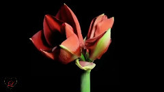 Jihad Akl - Spring Day