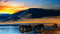 Secret Garden,音乐短片 - Secret Garden - Apassionata