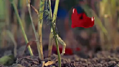 Jesse Cook - La Llorona