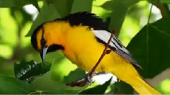 Giovanni Marradi,音乐短片 - Greensleeves