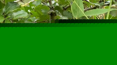 Ernesto Cortazar - Leaves In The Wind