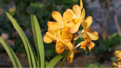 Enya,音乐短片 - Flora's Secret (Samsung )