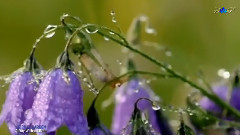 Secret Garden - A Day Without Rain