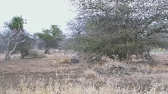 Enigma,音乐短片 - The Dream Of The Dolphin