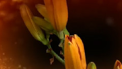 Michel Pépé,音乐短片 - Fleur De Lys