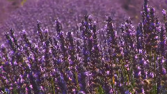 Giovanni Marradi,音乐短片 - I Will Always Love You