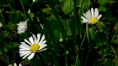 Giovanni Marradi,音乐短片 - Yesterday When I Was Young