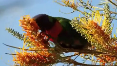 Giovanni Marradi - Giovanni Marradi