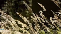 Michel Pépé - Vision De l'Ame