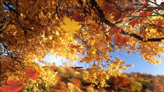 Kenny G,音乐短片 - Ave Maria