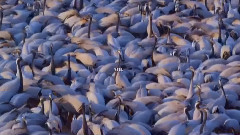 Yanni - Playing By Heart