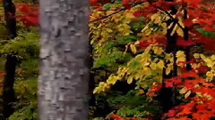 Stamatis Spanoudakis,音乐短片 - Absences