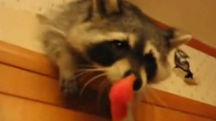 为了吃西瓜,贱贱的小浣熊