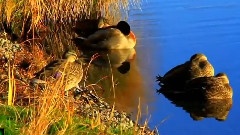 Bandari,轻音乐,音乐短片 - 依卡路斯的羽翼