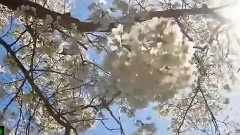 Bandari,轻音乐,音乐短片 - 思念