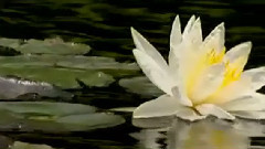 Michel Pépé - Le Lotus Sacre