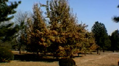 民乐群星 - 阳关三叠 琴萧合奏