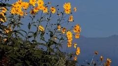 Giovanni Marradi,音乐短片 - Free