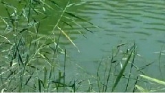 王二妮 - 爱陕北