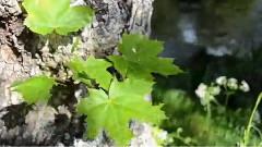 Giovanni Marradi,音乐短片 - Romantico