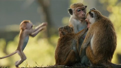 Disneynature's Monkey Kingdom 预告