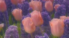 Omar Akram - Dancing With The Wind