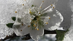 Secret Garden,音乐短片 - 被雪覆盖的柔情