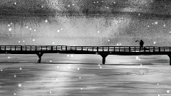 Georg Auf Lieder - MÖWEN