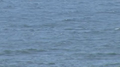 Django Django - First Light