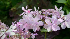 Sarah Brightman,音乐短片 - Angel