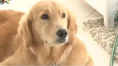 ペットの王国 ワンだランド 篠田麻里子