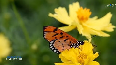 Bernward Koch - The Colour Of Spring