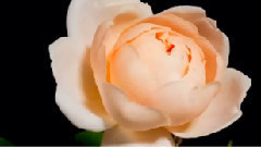 Giovanni Marradi,音乐短片 - Happy Women's Day!