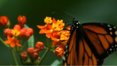 Giovanni Marradi,音乐短片 - Peacefully