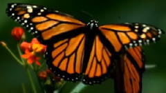 Giovanni Marradi,音乐短片 - Peacefully