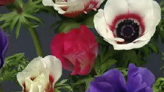 刘子琪 - 爱情这花儿