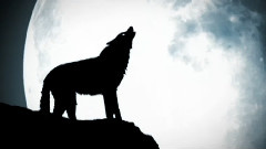 Wolf Teaser