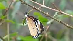 Omar Akram - Dancing With The Wind