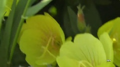 Paul Mauriat - Je Ne Suis Que De L'Amour