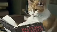 搞笑猫狗视频集