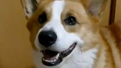 萌狗视频大搜罗