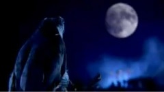 陈倩倩 - 鸢尾花