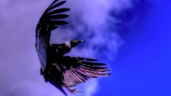 西洋乐 - El Condor Pasa